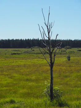 Signal de Botrange (België)